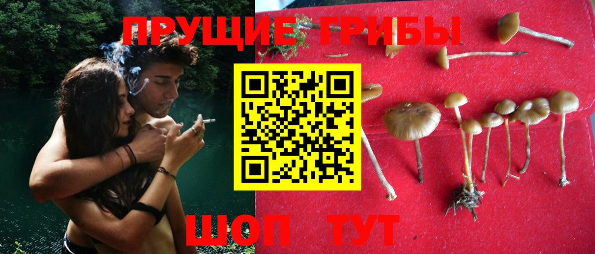 Псилоцибиновые грибы Psilocybe Бийск